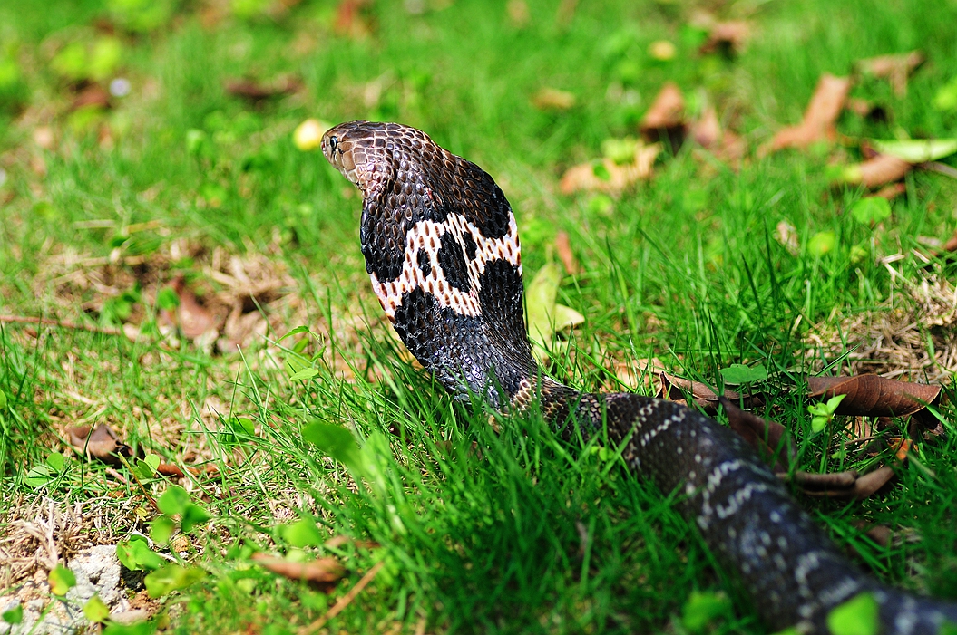 国内毒性最可怕的五种毒蛇,看见了最好迅速离开