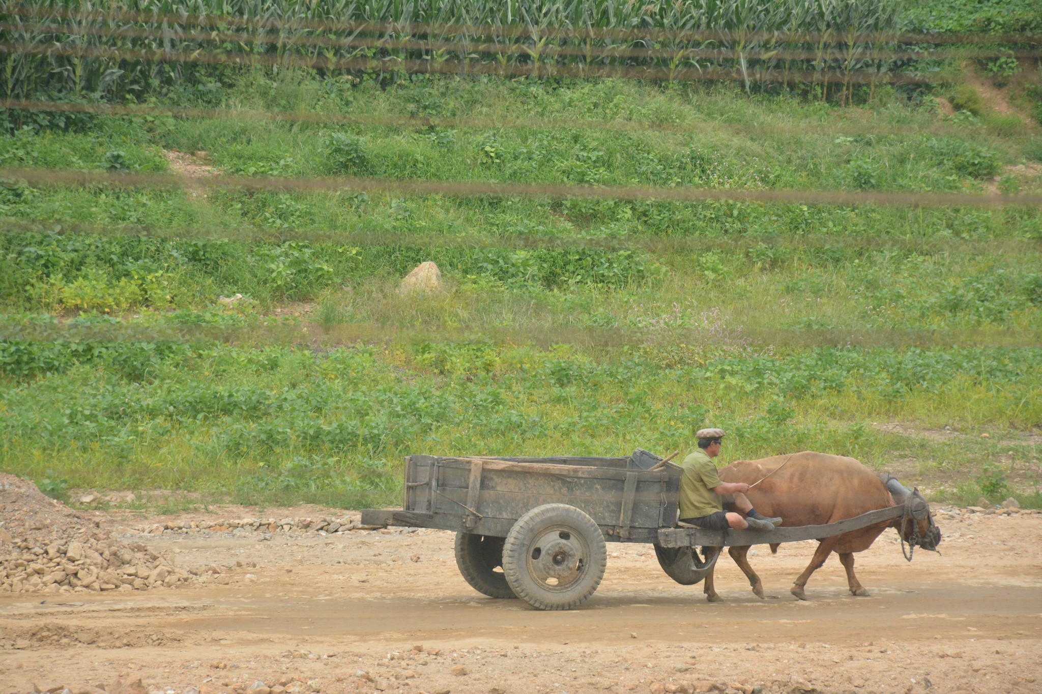 实拍朝鲜农村现状:牛车是主要交通工具,房子修建得像小别墅