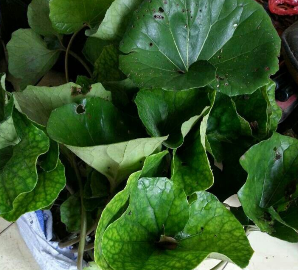 后来查查资料才知道, 它叫莲蓬草,别称大吴风草,橐吾,独脚莲,荷叶三七