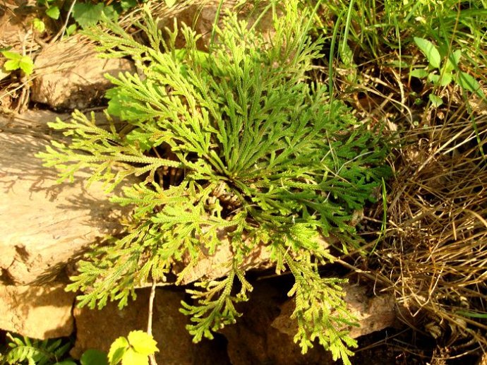 九死还魂草作室内微型盆景,四季常绿形如高山劲松,还是药用植物