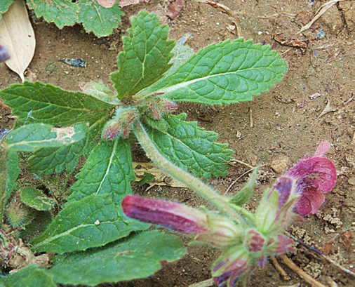 农村这种草叫"小鸡喝酒",是民间传统的补益药,花可以吃!