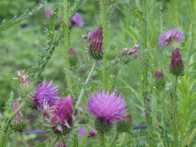 公园里的这些常见小花,今天才发现是一种野菜,可以止鼻血治外伤