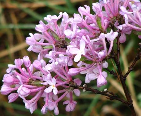 芫花的样子确实是很美,但是却有毒素,其根部的毒性是最大的,里面含有