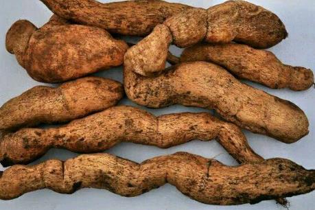 这虎儿瓜的种植,相对于其他农作物来说,还是比较省心的.