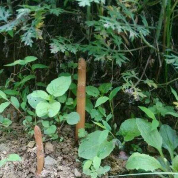 这种野菜原名叫"赤箭",被称为定风草,能补脑降血压