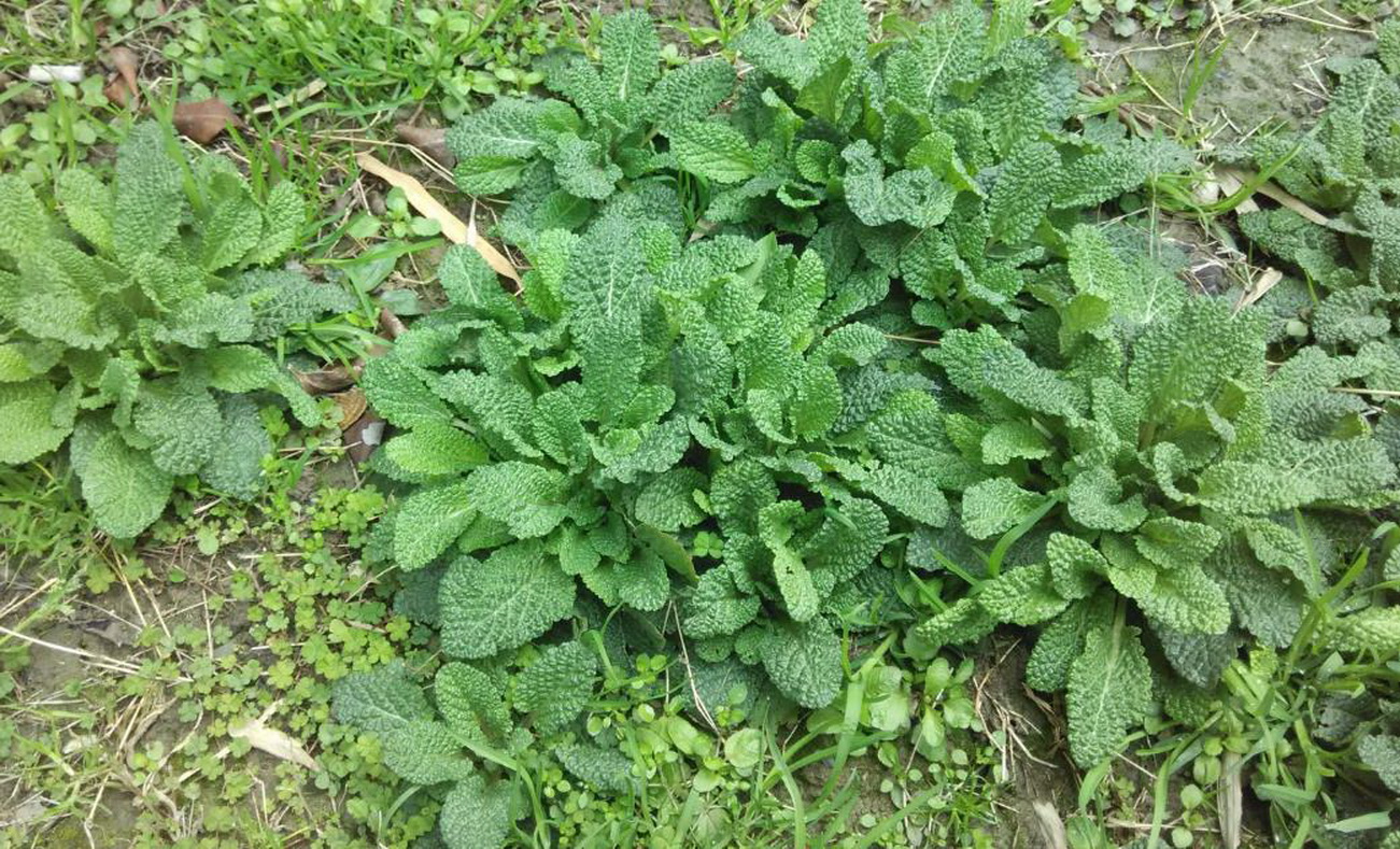 农村一种不起眼的"癞蛤蟆草",庆幸:幸亏城里人都不知道它的好