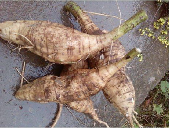 葛根,粗壮藤本,长可达8米,全体被黄色长硬毛,茎基部木质,有粗厚的块状