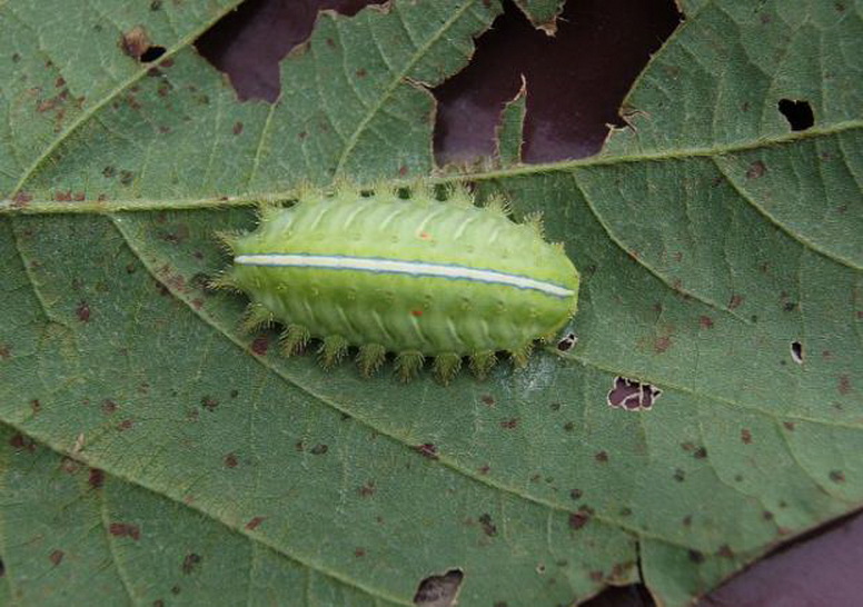 农村有一种叫"洋辣子"的虫子,注意:被蛰后应该马上这样做!