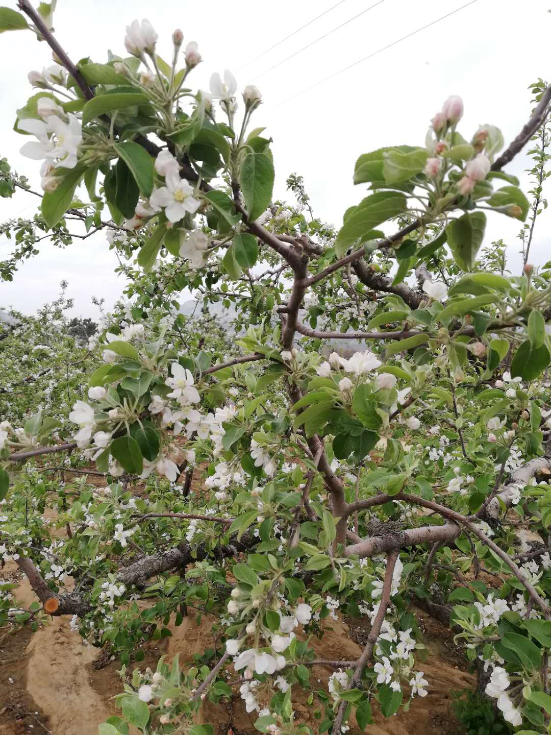 苹果开花时农民会在果树下盖个小房子,城里人知道是做什么的吗?