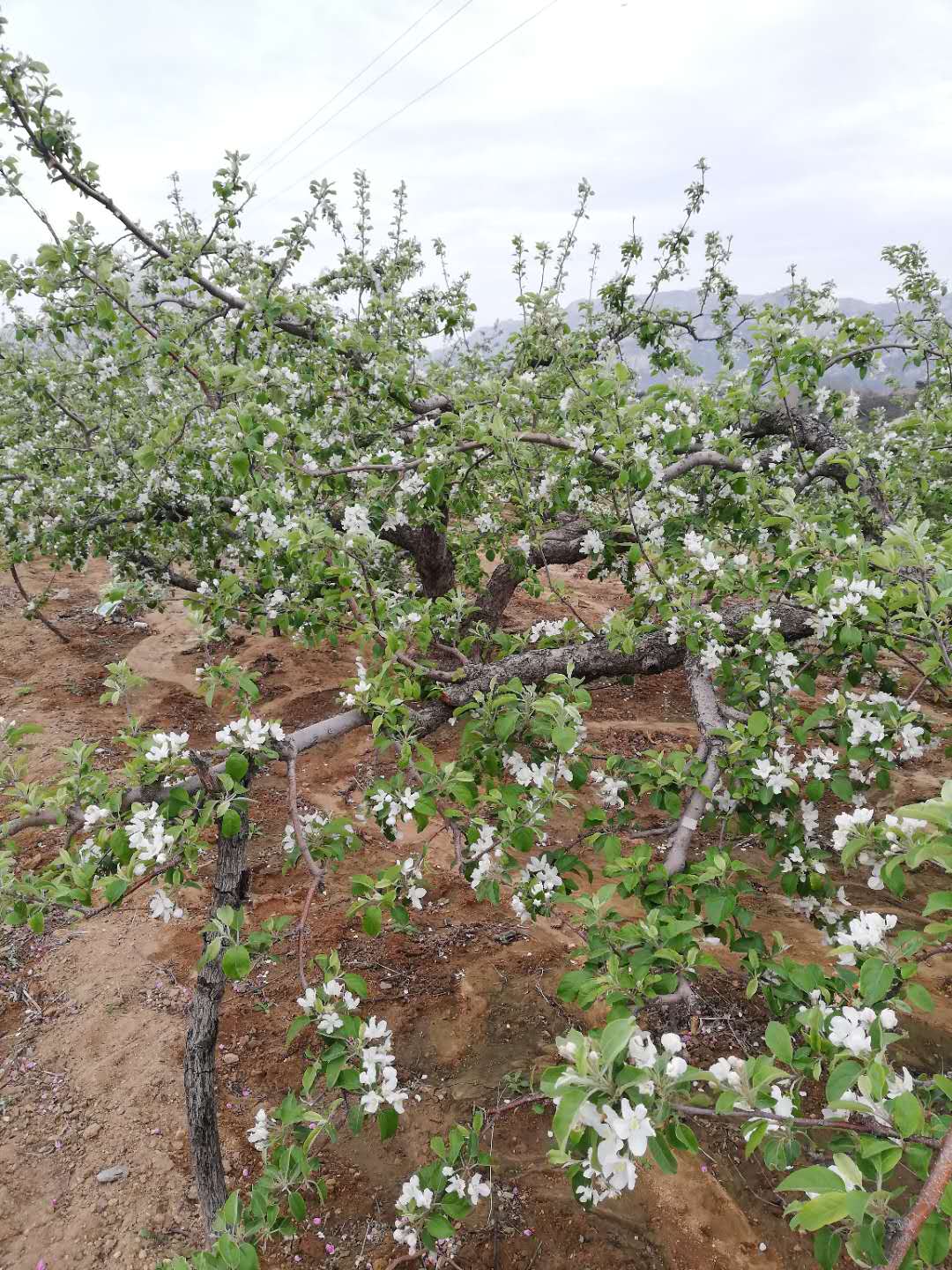 苹果开花时农民会在果树下盖个小房子,城里人知道是做什么的吗?