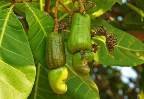 农村一种"发财果",果核长在果肉外,你吃过但没见过!