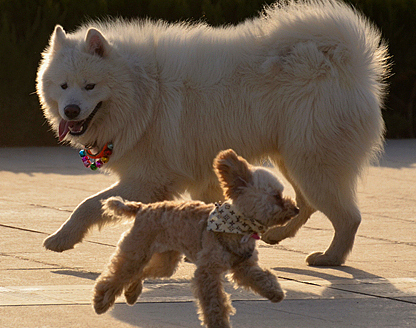大狗带小狗是什么景象?大狗带小狗,天生好朋友!