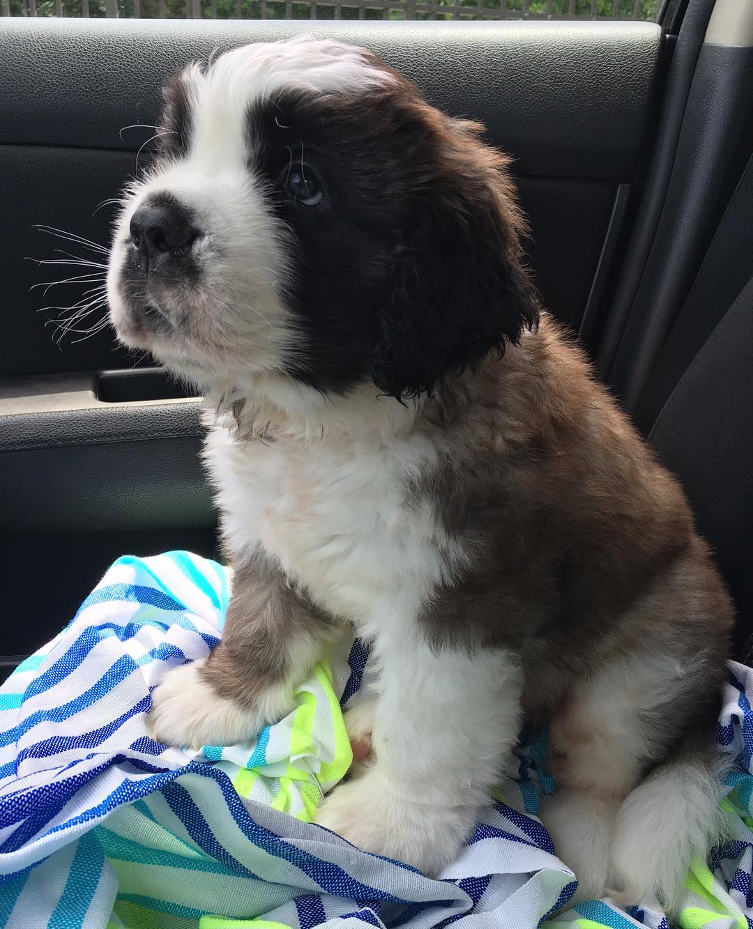 壮硕的身躯里藏着温柔的心,这就是当了数百年雪山搜救犬的圣伯纳