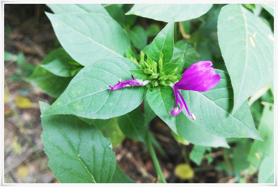 农村一种漂亮野草,名字却很奇怪,人称"枪刀药",止血是一绝