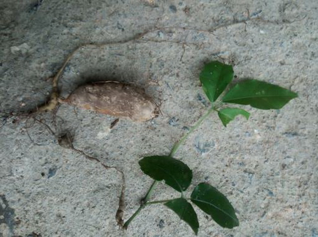 山里农村一种"石老鼠",八成人没有听过,野生的能卖600一斤!