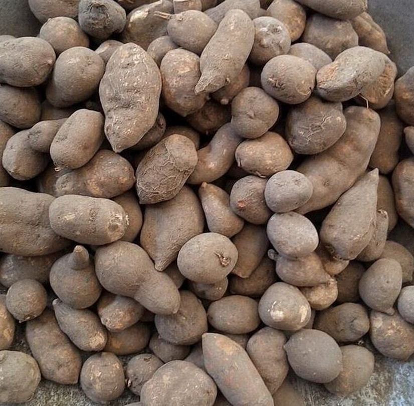 山里农村一种"石老鼠",八成人没有听过,野生的能卖600一斤!