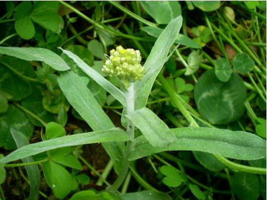 这种草和"老鼠"有关?也是一种辅料,发霉后会带一种特别的香味