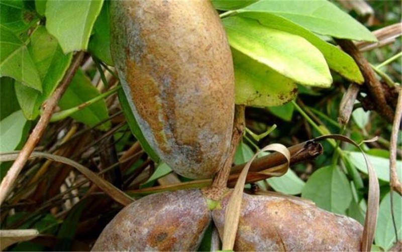 农村人最爱的"野香蕉",只有山上才有,城里人很难吃到!