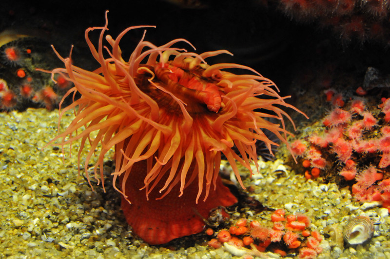 最"奇葩"的海鲜,第4种移动一米是极限,最后一个血是蓝色的!