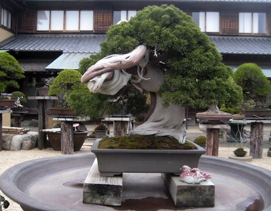 世界各地那些最贵的盆景,我们看看就好,顺便了解一下