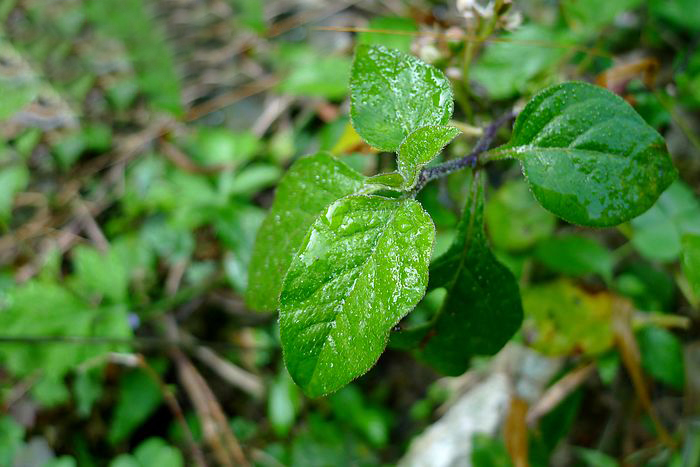 这种野草形似番茄,人称"红丝线",却不能吃,反而是止咳良药