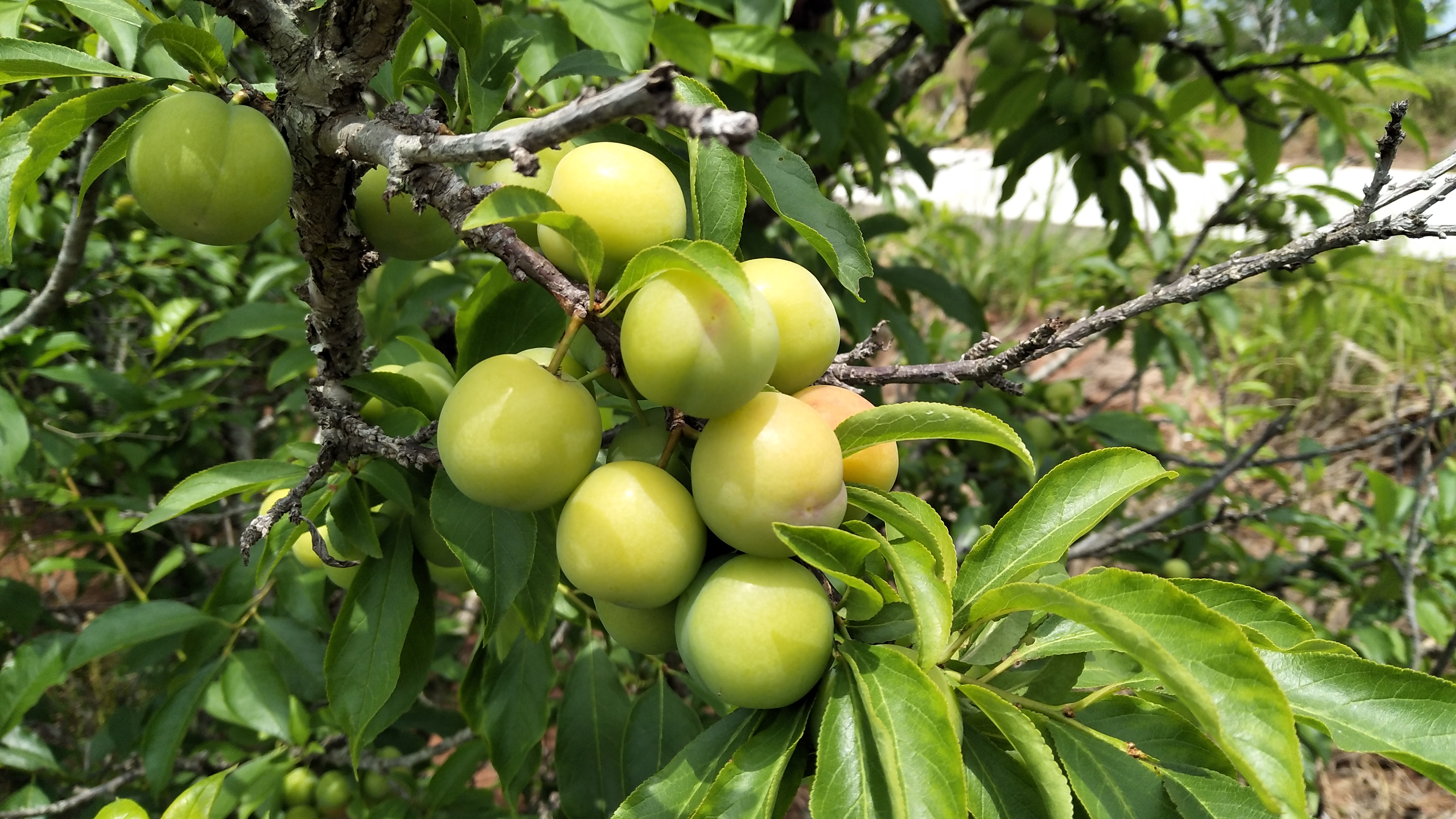 这几种纯天然水果,隔着屏幕都能让你流口水