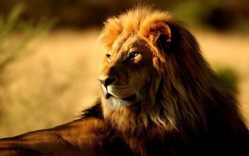 传奇狮王恩格拉拉里克:一头不屈服命运的雄狮