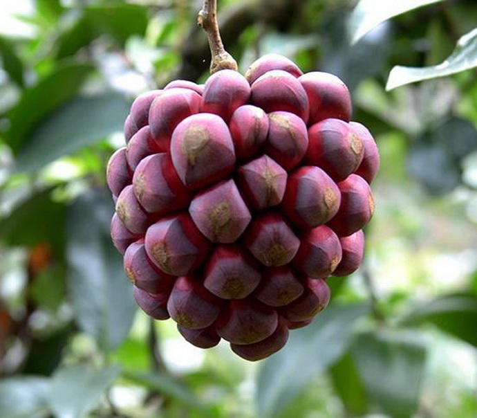 农村一种长得像"绣球"的野果,一个果就能卖一百元,你吃过吗?