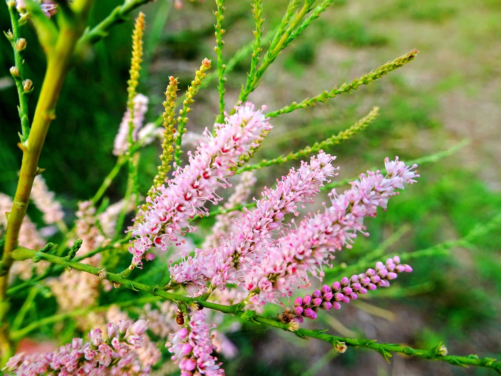 盐碱地里的红荆花