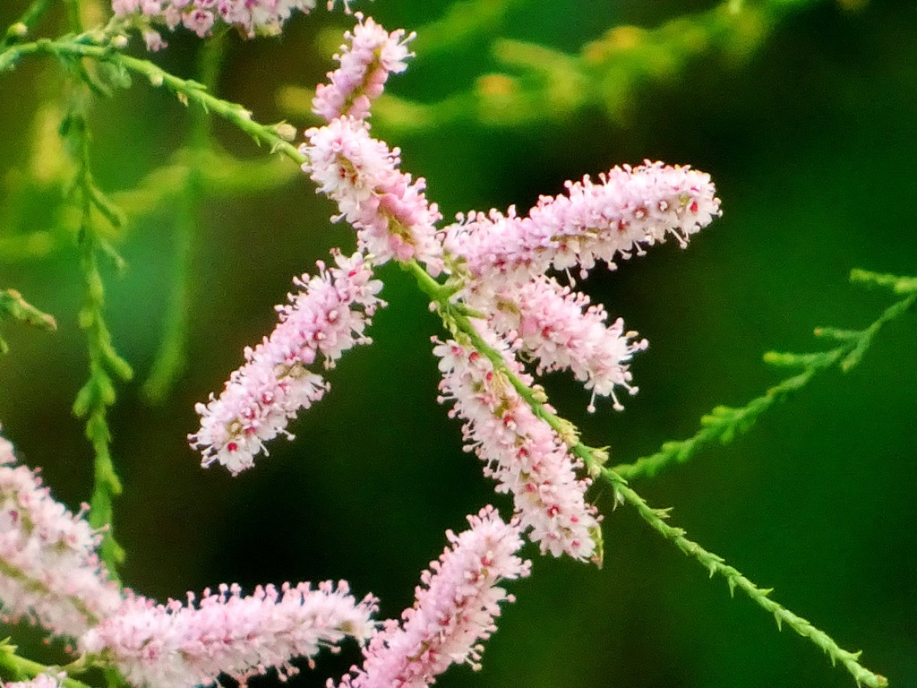 盐碱地里的红荆花