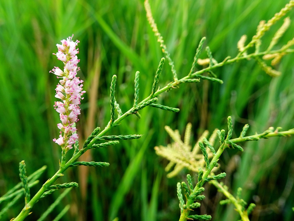 盐碱地里的红荆花