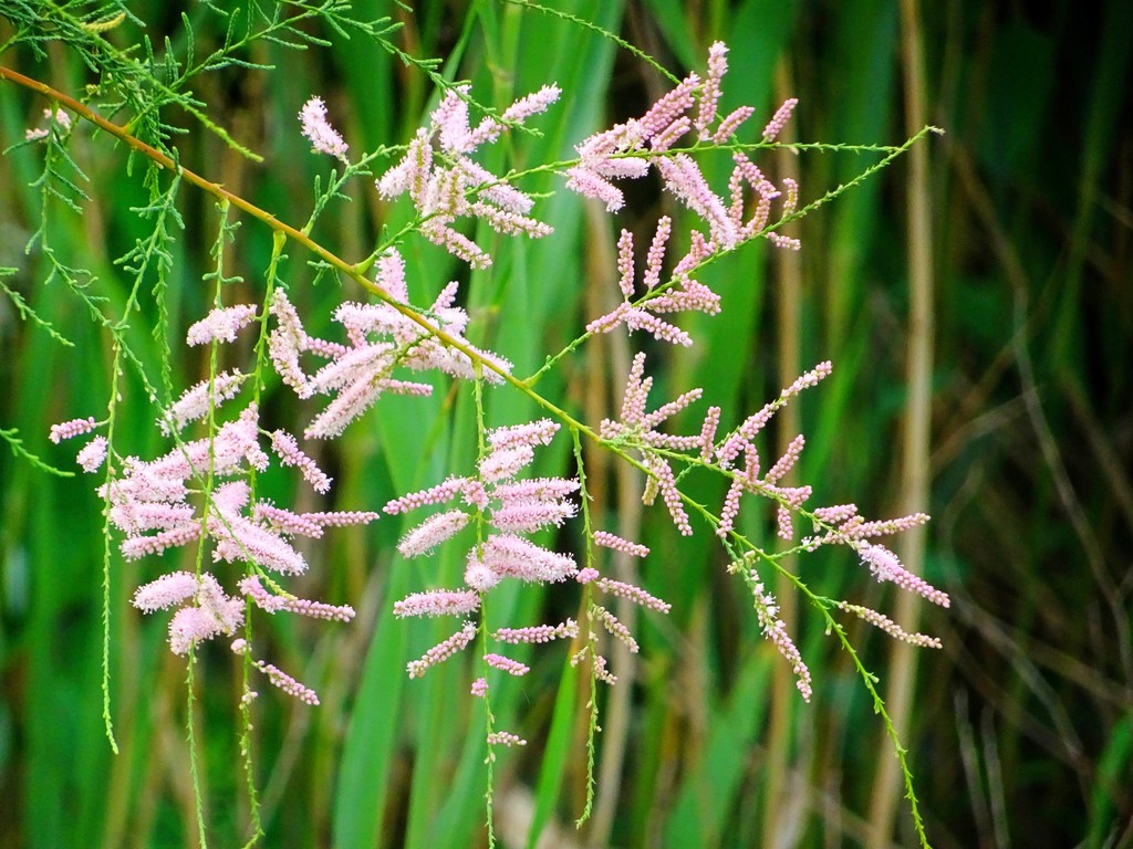 盐碱地里的红荆花