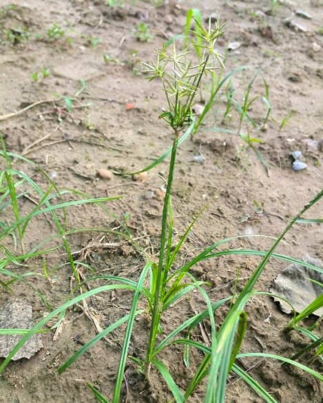 农村这种常见的"梭子草",村里人都恨它,却不知道它能治痛经!