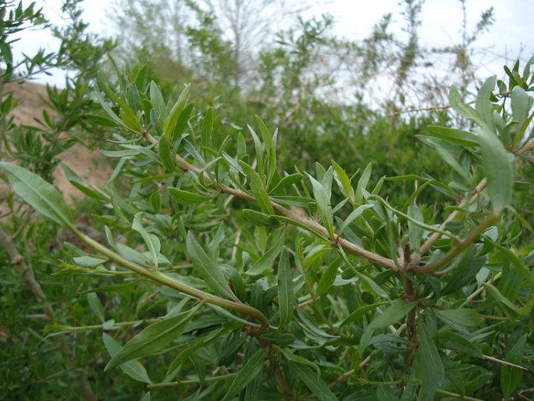 农村这种"狗牙儿",城里人为了尝鲜,自己开车去摘,你吃过吗?