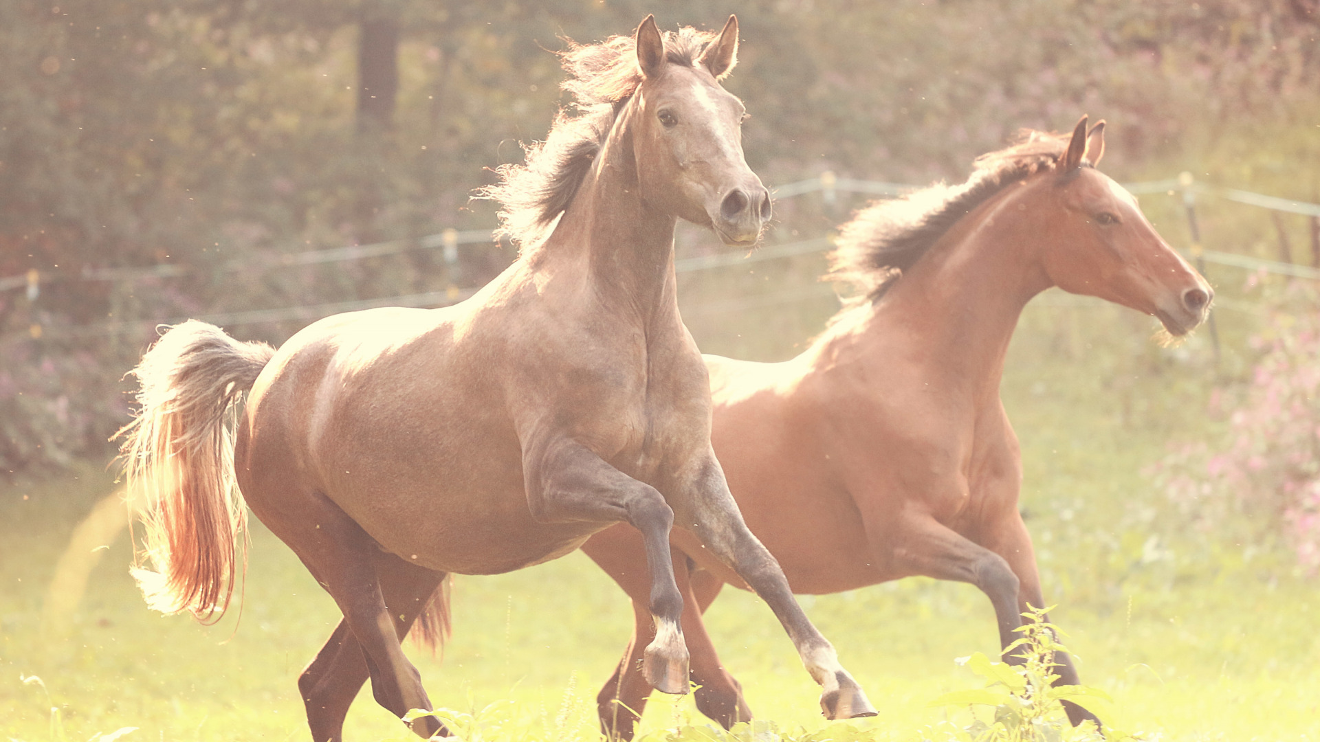 帅气马儿奔跑壁纸 马是一种非常聪明的动物 拥有惊人的长期记忆力