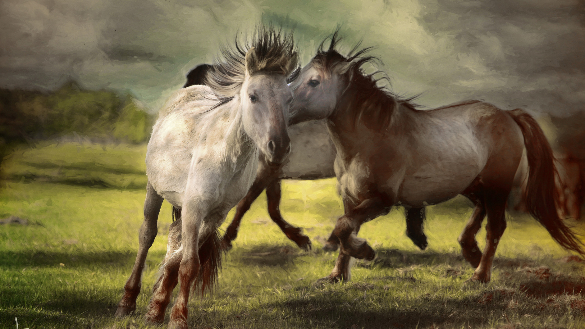 帅气马儿奔跑壁纸 马是一种非常聪明的动物 拥有惊人的长期记忆力