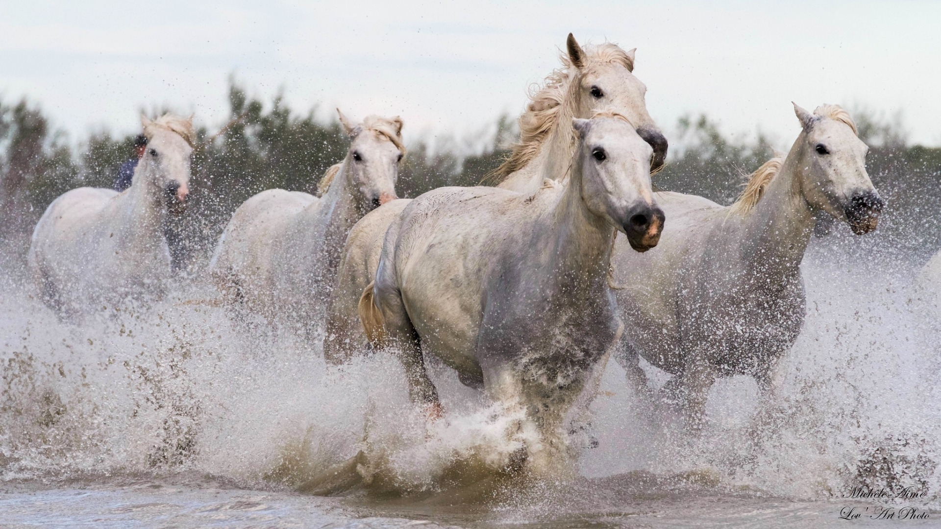 帅气马儿奔跑壁纸 马是一种非常聪明的动物 拥有惊人的长期记忆力