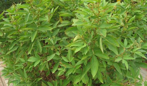 农村1种很常见的植物,人称"千金拔",根是中草药,你认识吗?