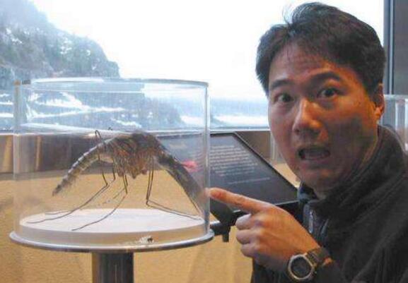 四川发现巨型蚊子,展翅可达11厘米宽,中国伙食到底是有多好?