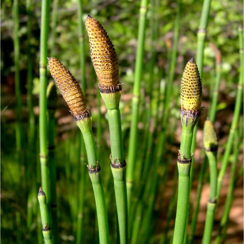 农村这种常见的野草,形似竹节,不仅是小孩的玩具,还能治病!