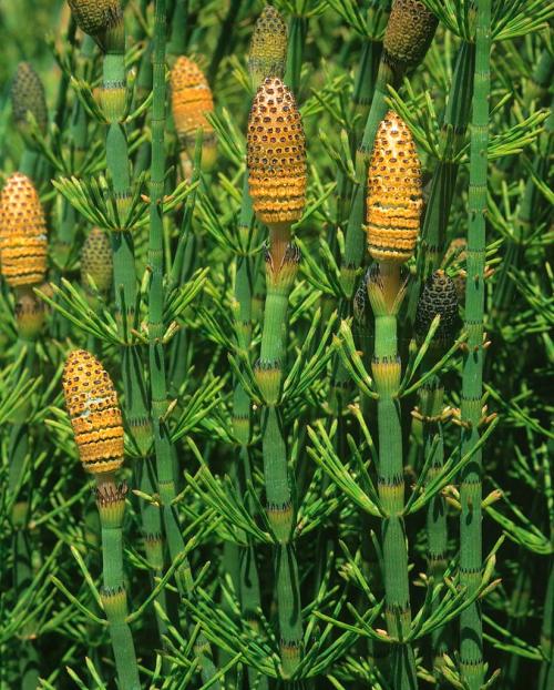 农村这种常见的野草,形似竹节,不仅是小孩的玩具,还能治病!