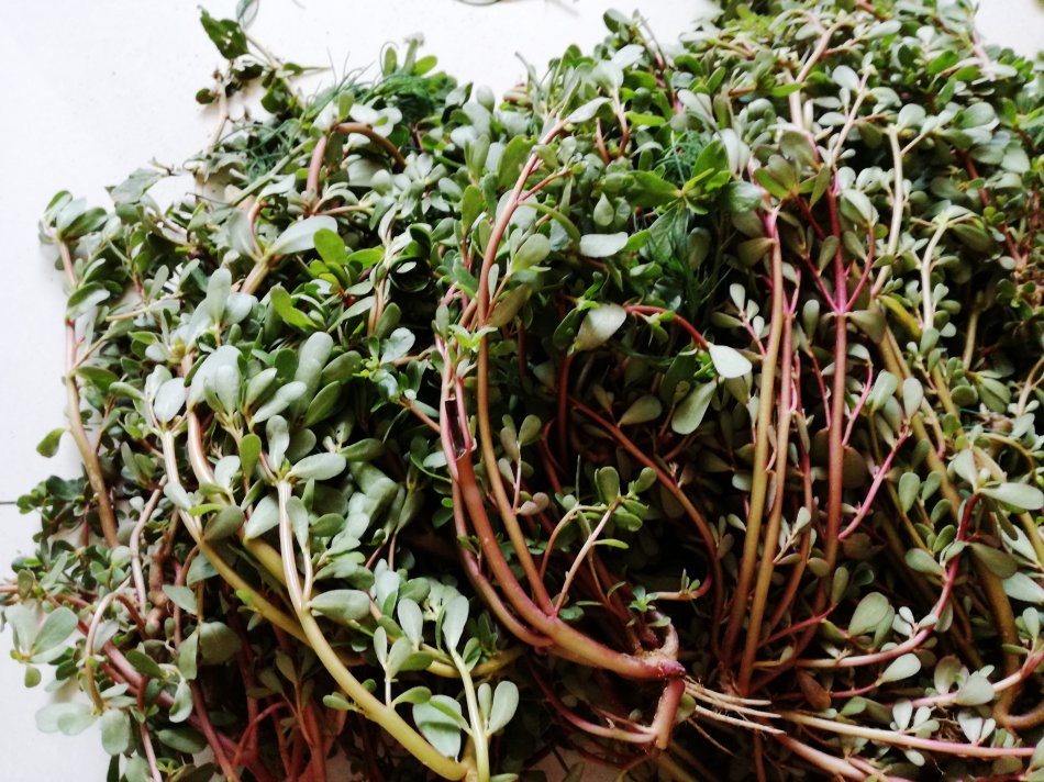 农村这种常见的野菜,对降血糖有奇效,省钱又健康,你吃过吗?