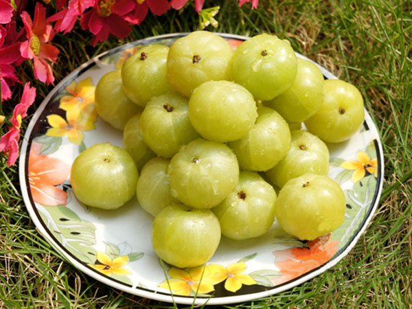 农村这种野果长在树上没人吃,市场价却比车厘子还要贵!