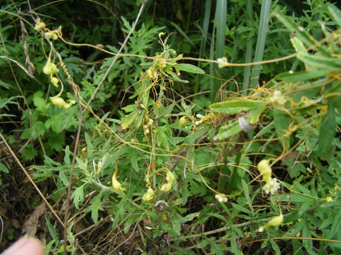 农村这种寄生藤蔓,是补肾的灵丹妙药,但是这六种人却不能碰!