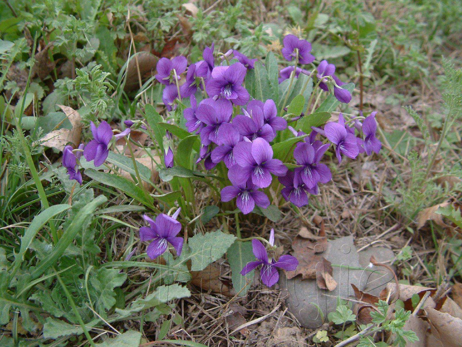 农村这种开着紫花的野草,是大自然馈赠的天然消炎药,你认识吗?