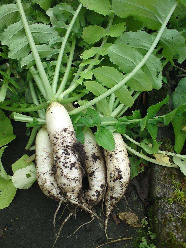 农村这种植物,被誉为"假燕窝",不仅好吃,功效还很好!