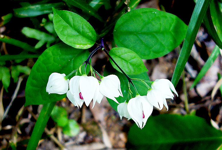 这种野草来自非洲,民间称"龙吐珠",城里当盆栽,却不知是草药