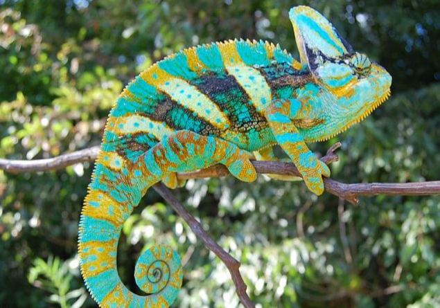 适合家庭饲养的变色龙品种