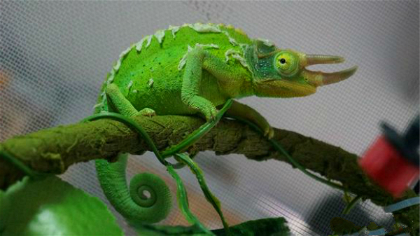 适合家庭饲养的变色龙品种