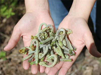 这里要提醒大家的是,蕨菜中含有的"原蕨苷",是有毒的,而"原蕨苷"是易